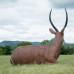 Wildcrete Waterbuck bedded